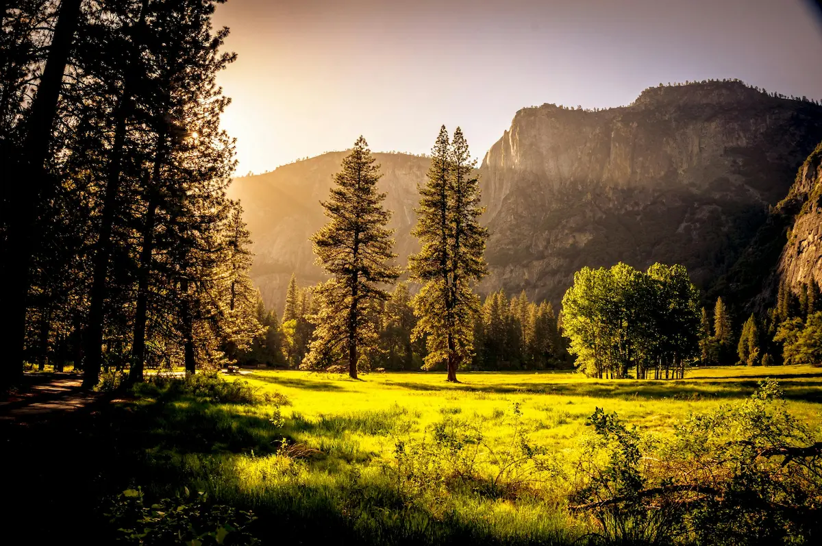 Bosque con tonos suaves y luz natural, evocando calma y seguridad en la terapia para el estrés postraumático